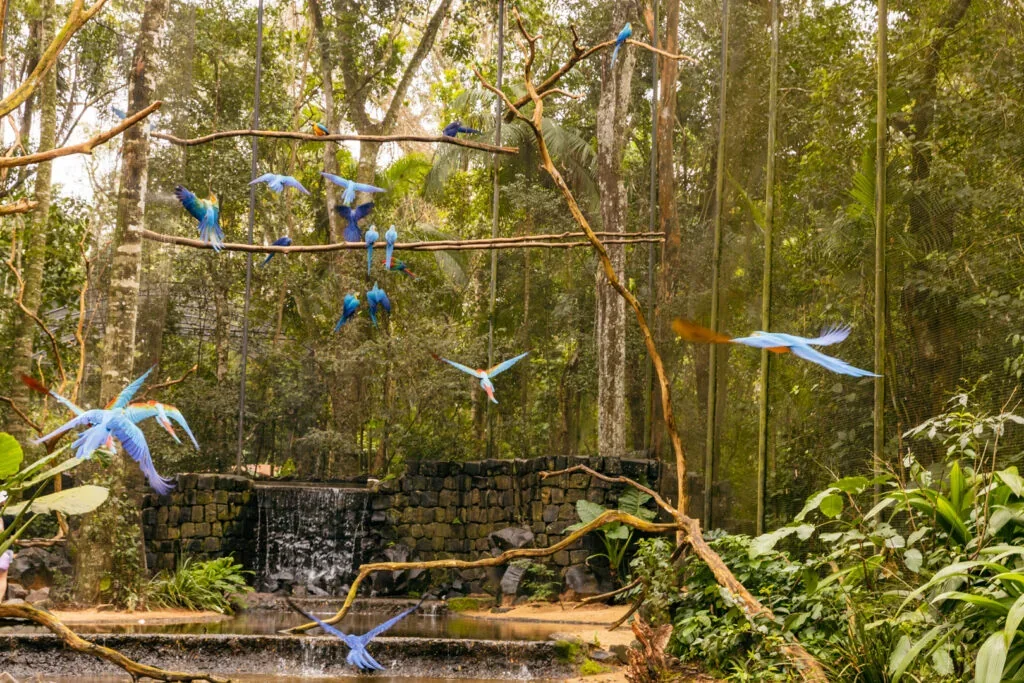 Parque das Aves em Foz do Iguaçu: Uma Aventura única