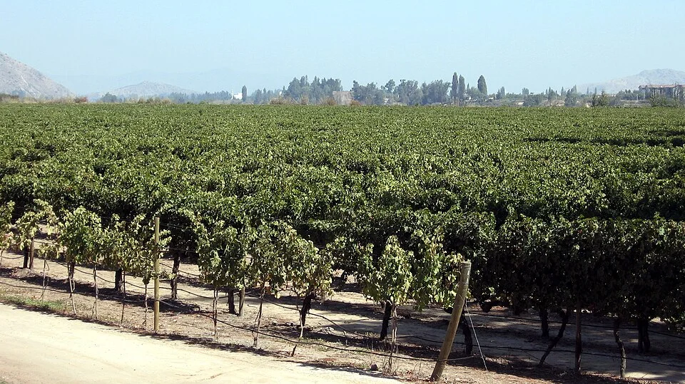 Vinhedos da Concha y Toro, no Chile