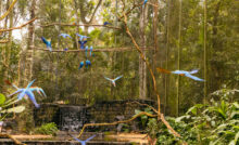 Parque das Aves Foz do Iguaçu