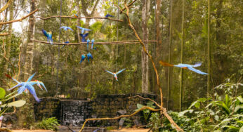 Parque das Aves em Foz do Iguaçu: Uma Aventura única