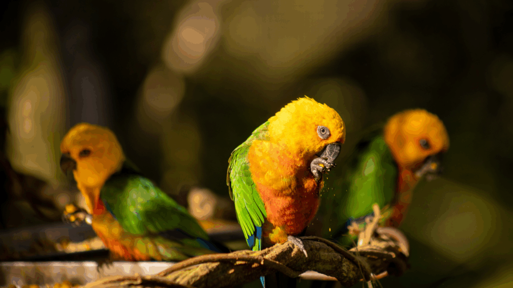 Parque das Aves, Foz do Iguaçu, Paraná, Brasil, todos os créditos de fotografia Rafael Guimarães